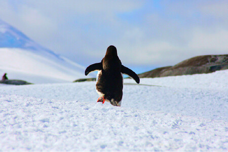 海钻石号南极15天游 专业探险队员带领深入南