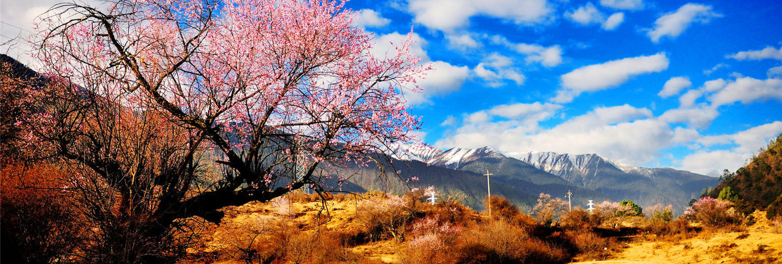 林芝桃花节近在咫尺,哪些地方的桃花有多又好看,你知道吗?