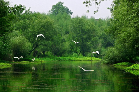 杭州人文精品1日游 西溪湿地公园+运河文化体