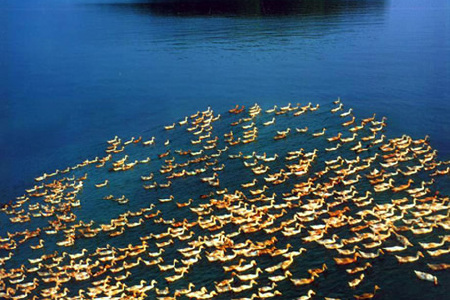 洞庭湖的简谱_洞庭湖鱼米乡简谱(2)