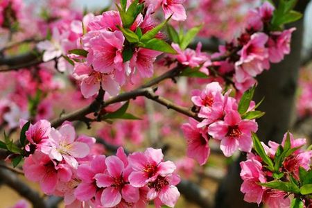 长沙到常德桃花源全包1日游 尽享四月赏花季。