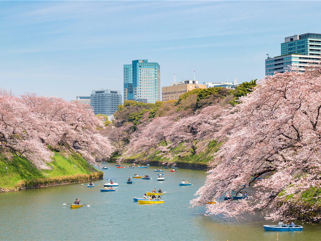 日本樱花什么时候开 18日本樱花前线预测 途牛出游榜