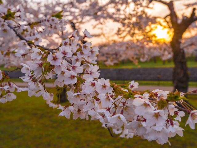 庭院樱花|京都 醍醐寺
